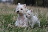 WESTIE 427